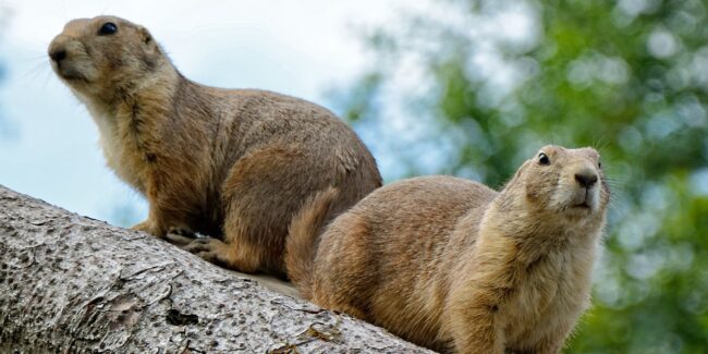 marmotte-val-venegia-paneveggio