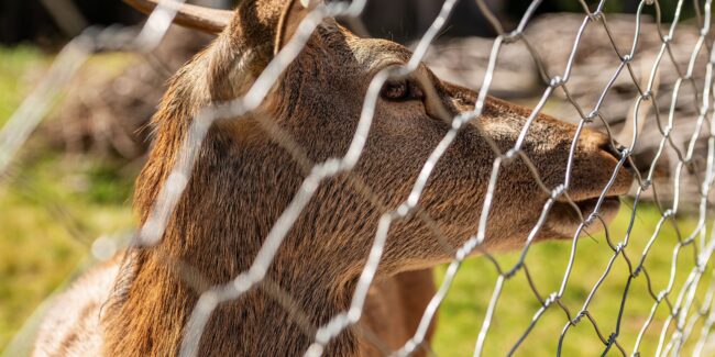 paneveggio-recinto dei cervi paneveggio-recinto dei cervi